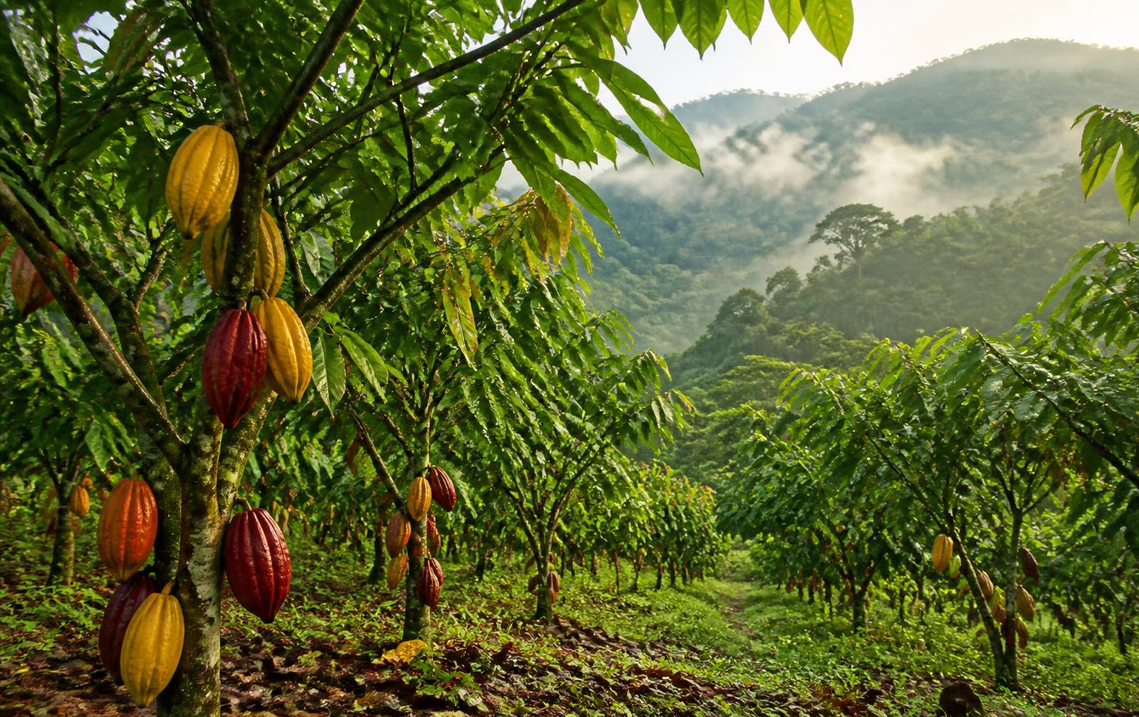 Plantación de cacao en la Selva Central peruana